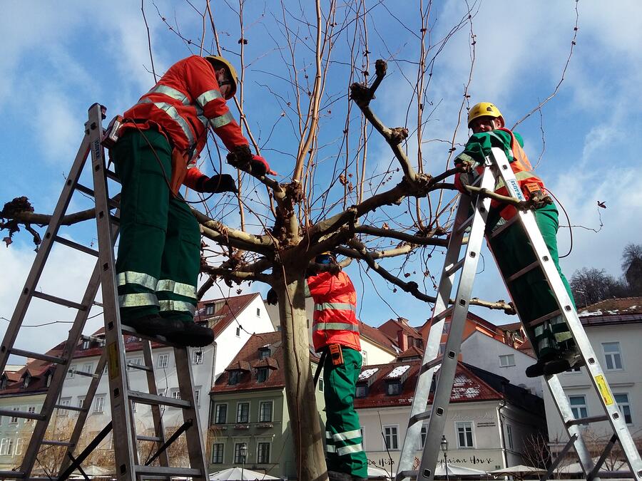 Glavičenje platan ob Ljubljanici Foto: Vita Kontić