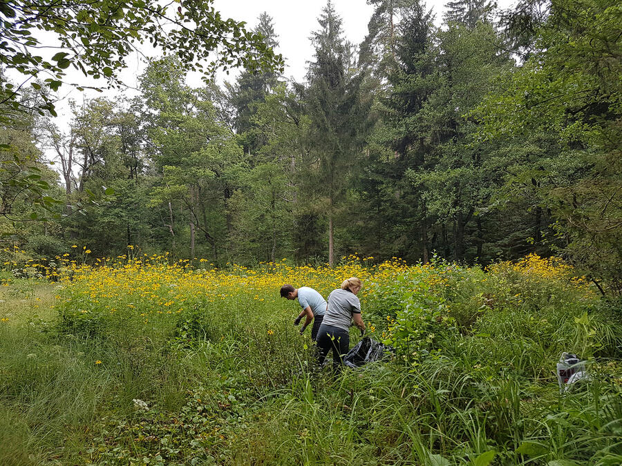Cvetoče rastline deljenolistne rudbekije na območju naravnega rezervata Mali Rožnik. Foto: Služba Krajinski park Tivoli, Rožnik in Šišenski hrib