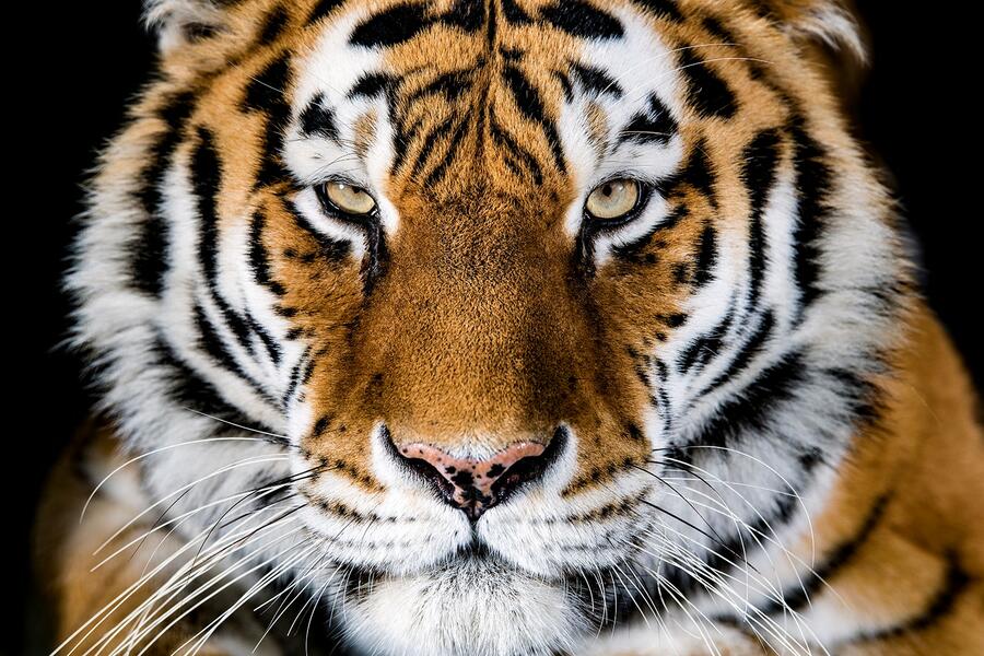 Tiger. Foto: ZOO Ljubljana