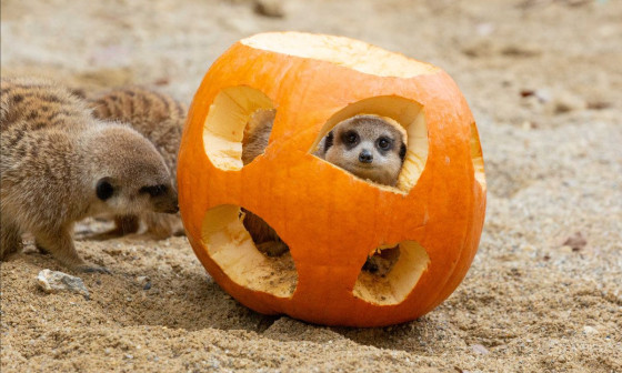 Surikate na bučni zabavi. Foto: ZOO Ljubljana