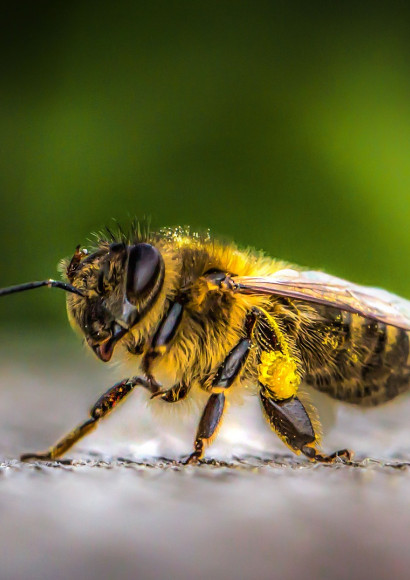 Čebela Foto: pexels
