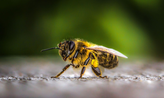 Čebela Foto: pexels