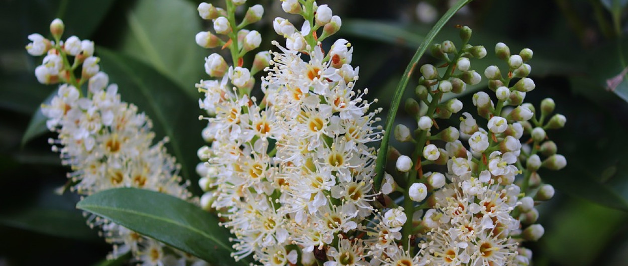 cherry laurel 4161426 960 720