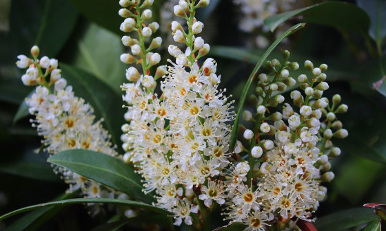 cherry laurel 4161426 960 720