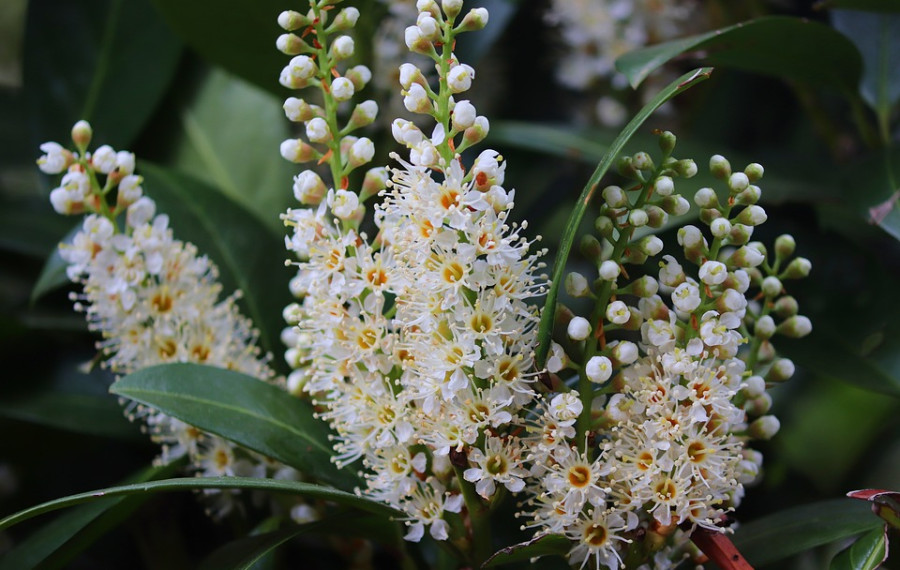 cherry laurel 4161426 960 720