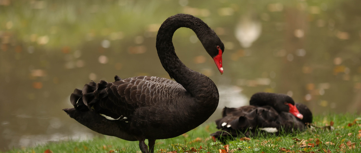 crni labodi zoo ljubljana