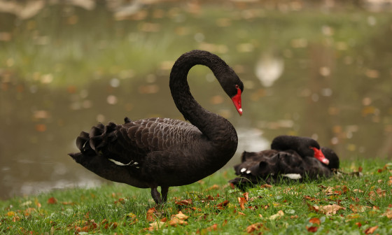 crni labodi zoo ljubljana