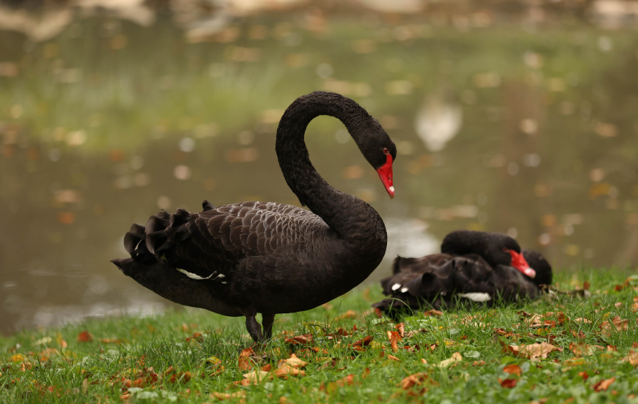 crni labodi zoo ljubljana