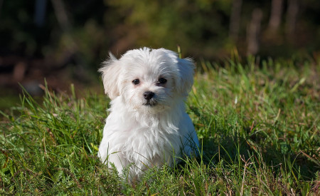 dog young dog small dog maltese