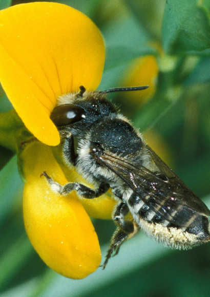 dr Andrej Gogala - Pomen divjih in domačih čebel