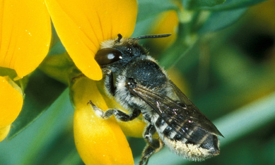 Rojenje je najpomembnejša faza v življenju čebelje družine, ki v naravi zagotavlja obstoj družine.  Foto: A. Gogala