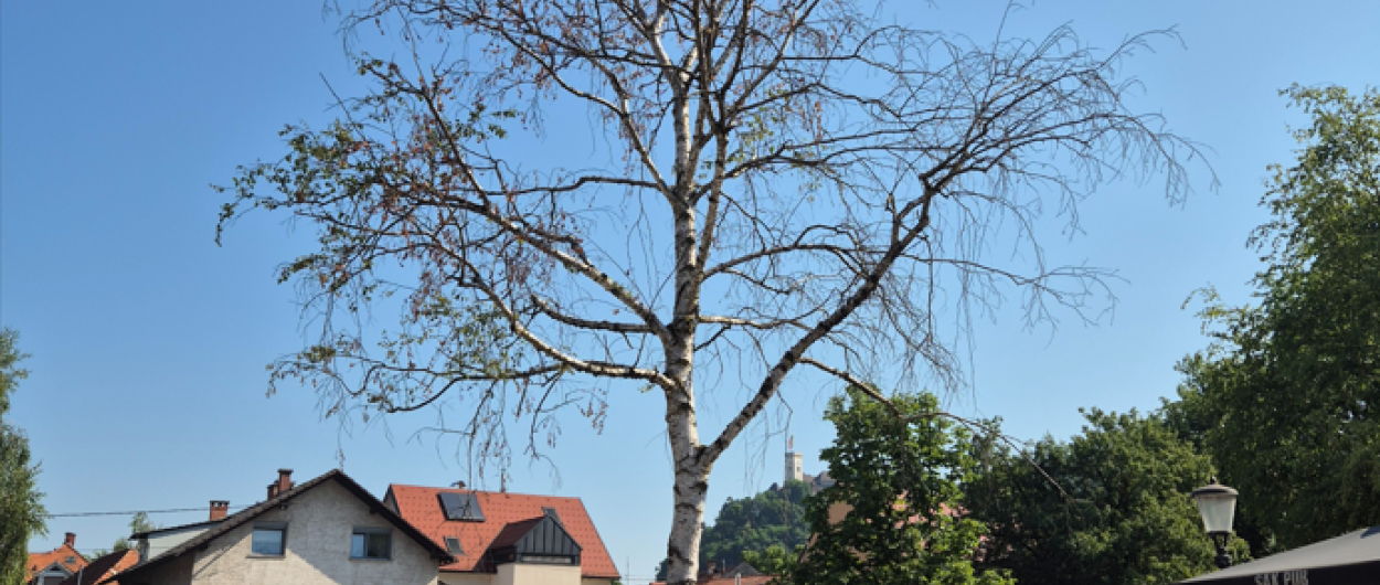 drevo eipprova
