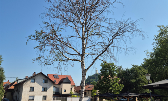 drevo eipprova