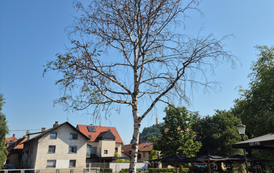 drevo eipprova