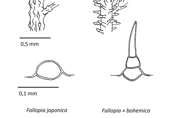 fallopia trihomiA