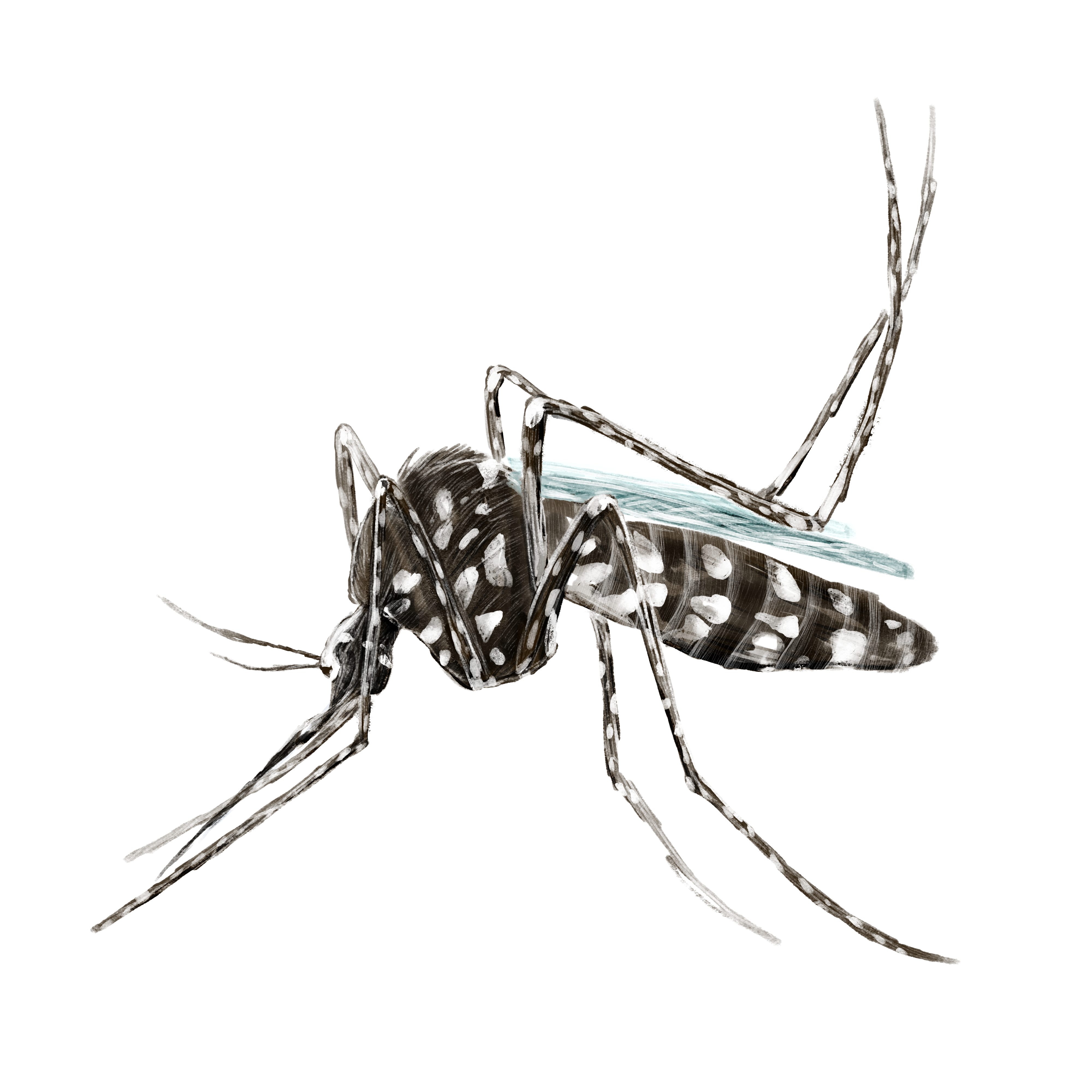 Kaj lahko naredimo, da nas tigrasti komar ne bo pičil? » Mestna občina