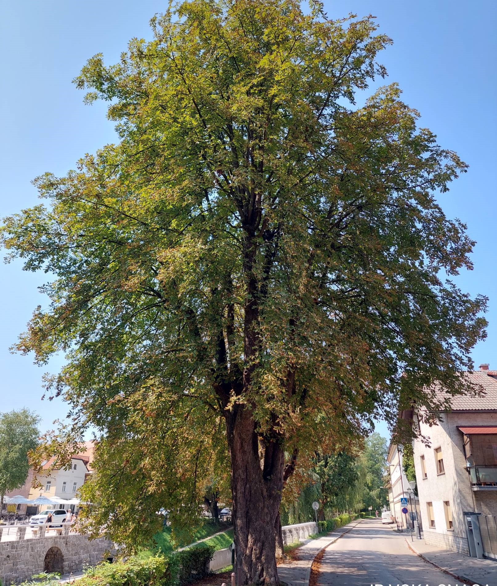 kostanj