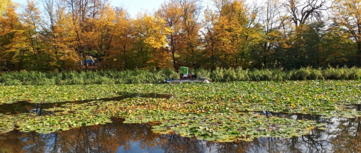 lokvanji na ribniku Tivoli