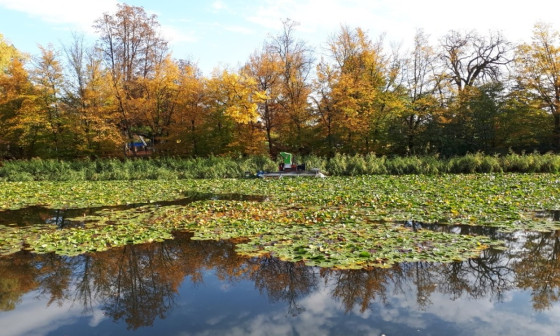 lokvanji na ribniku Tivoli