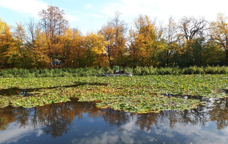 lokvanji na ribniku Tivoli
