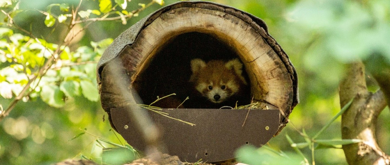 macji panda