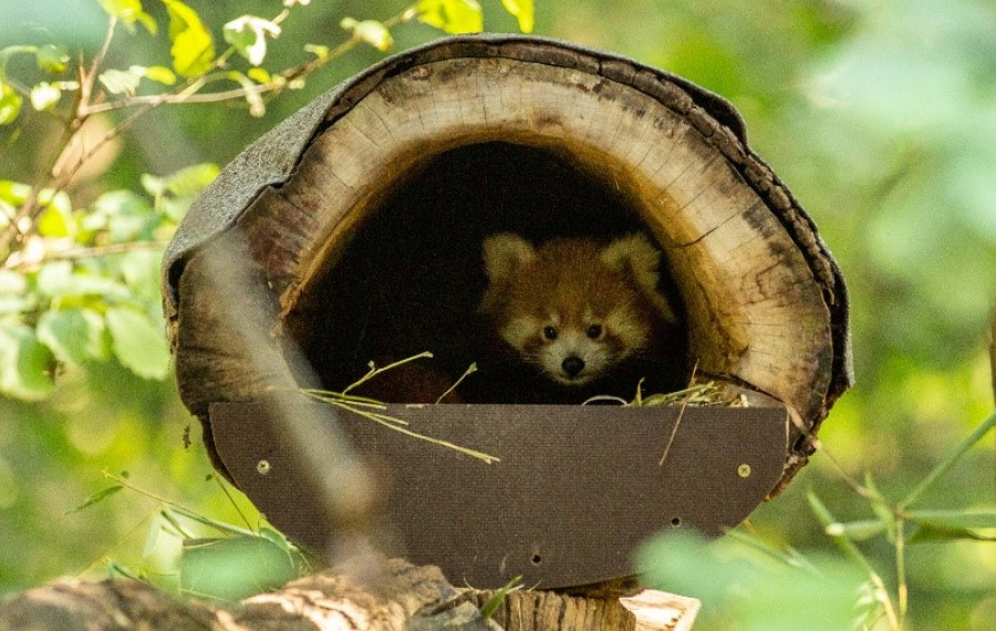 macji panda
