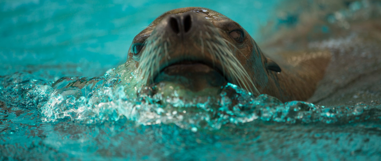 Morski lev. Foto: ZOO Ljubljana