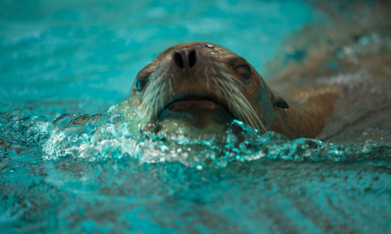 Morski lev. Foto: ZOO Ljubljana