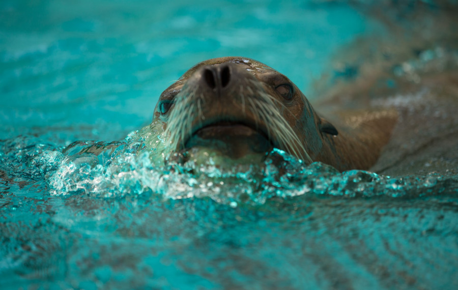 Morski lev. Foto: ZOO Ljubljana