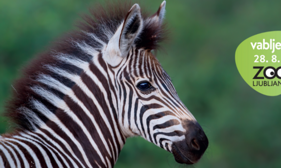 Foto napovednik z zebro in datumom zabave. Vir: Živalski vrt Ljubljana