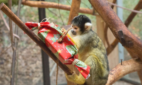 opica z darilom