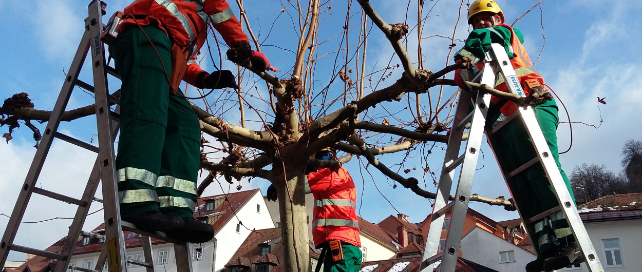 Glavičenje platan ob Ljubljanici Foto: Vita Kontić