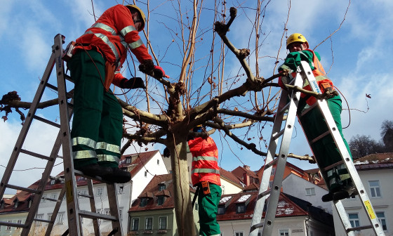 Glavičenje platan ob Ljubljanici Foto: Vita Kontić
