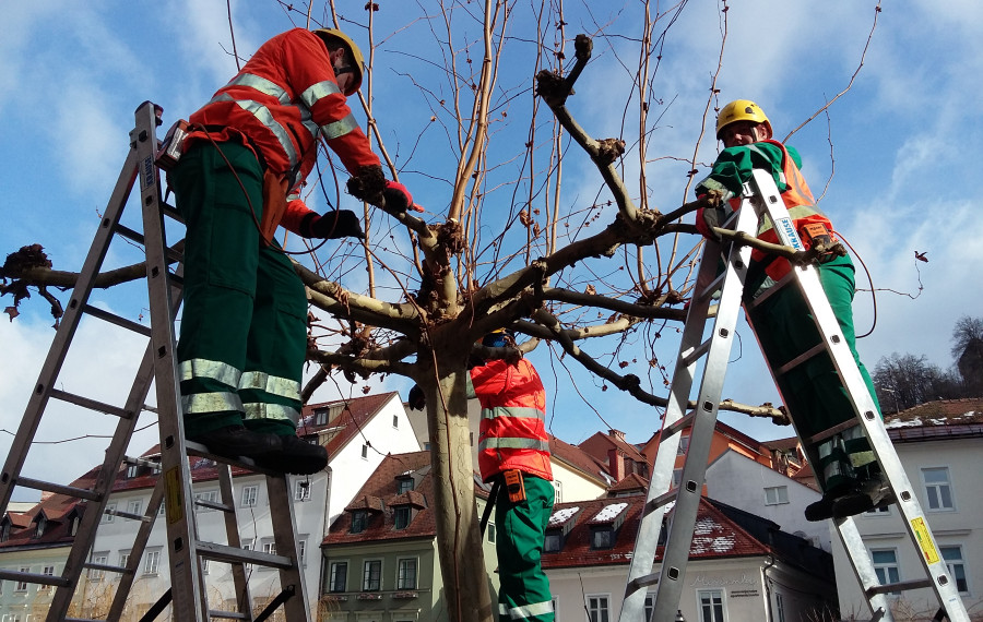 Glavičenje platan ob Ljubljanici Foto: Vita Kontić