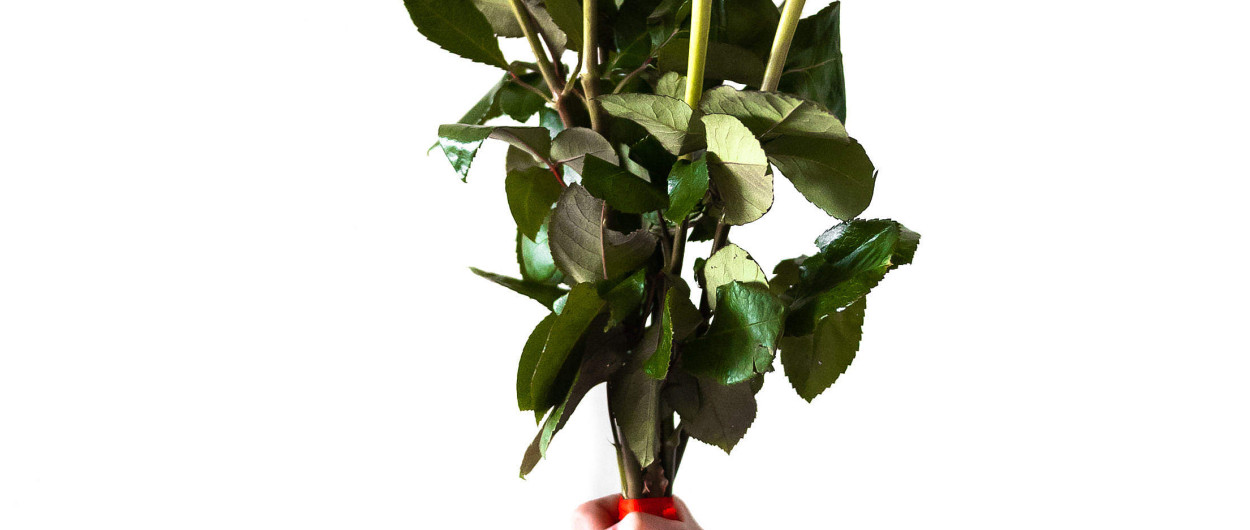 red roses in woman hand 2210x3312 picjumbo2