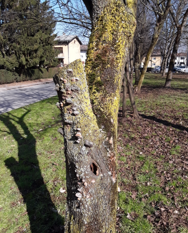 ringlo