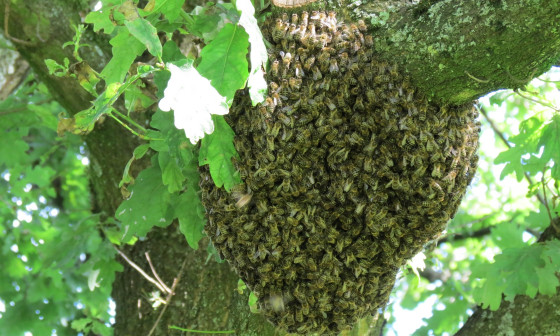Čevelji roj. Foto: Pixabay