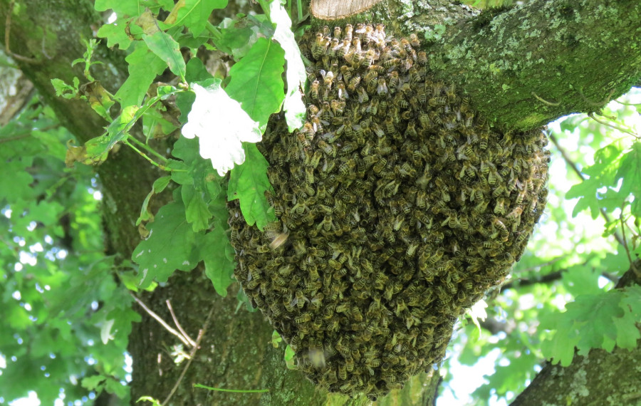 Čevelji roj. Foto: Pixabay