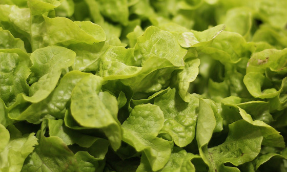 salad pixabay2