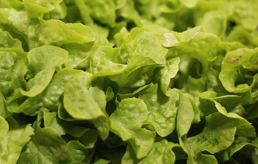 salad pixabay2