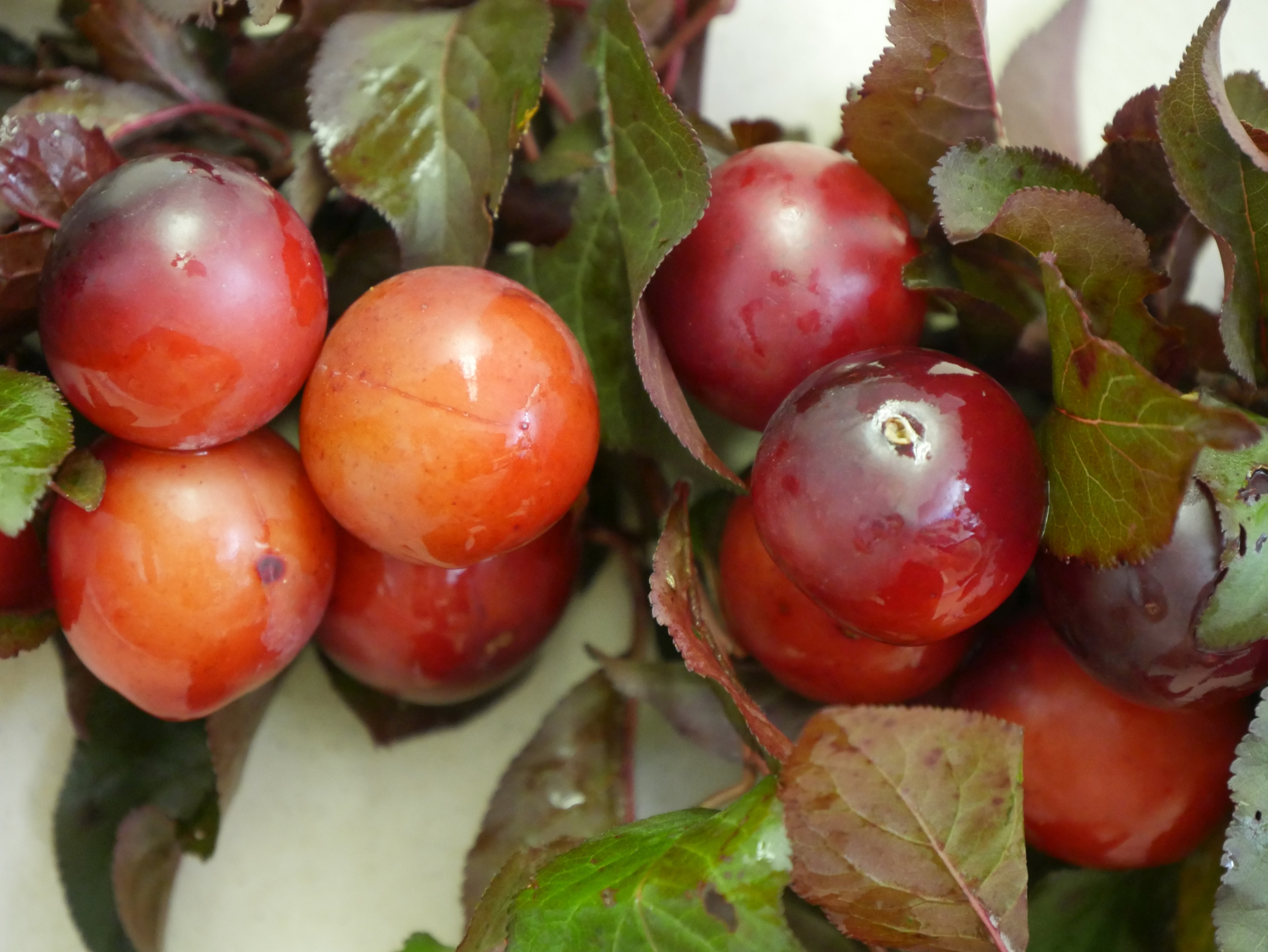 strboncelj Prunus cerasifera P1060659 Foto BrankaTrcak