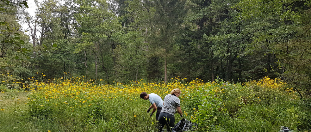 Cvetoče rastline deljenolistne rudbekije na območju naravnega rezervata Mali Rožnik. Foto: Služba Krajinski park Tivoli, Rožnik in Šišenski hrib