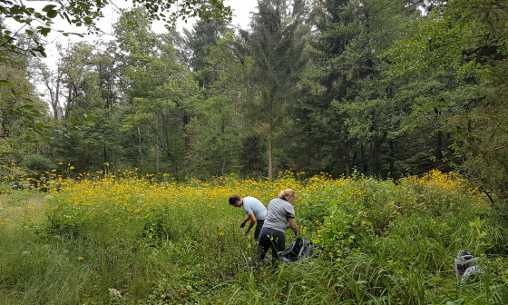 Cvetoče rastline deljenolistne rudbekije na območju naravnega rezervata Mali Rožnik. Foto: Služba Krajinski park Tivoli, Rožnik in Šišenski hrib