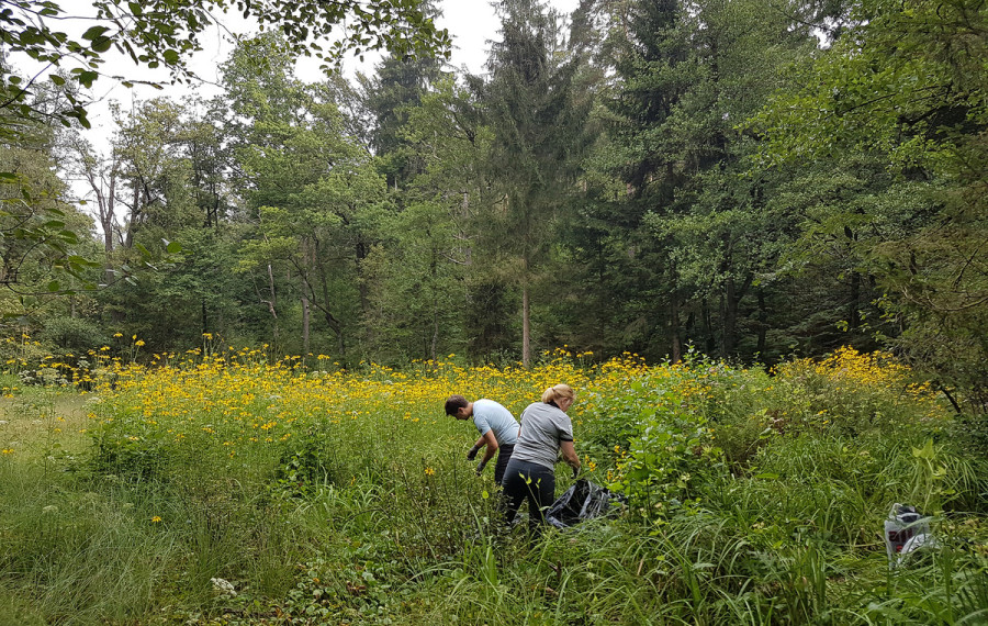 Cvetoče rastline deljenolistne rudbekije na območju naravnega rezervata Mali Rožnik. Foto: Služba Krajinski park Tivoli, Rožnik in Šišenski hrib