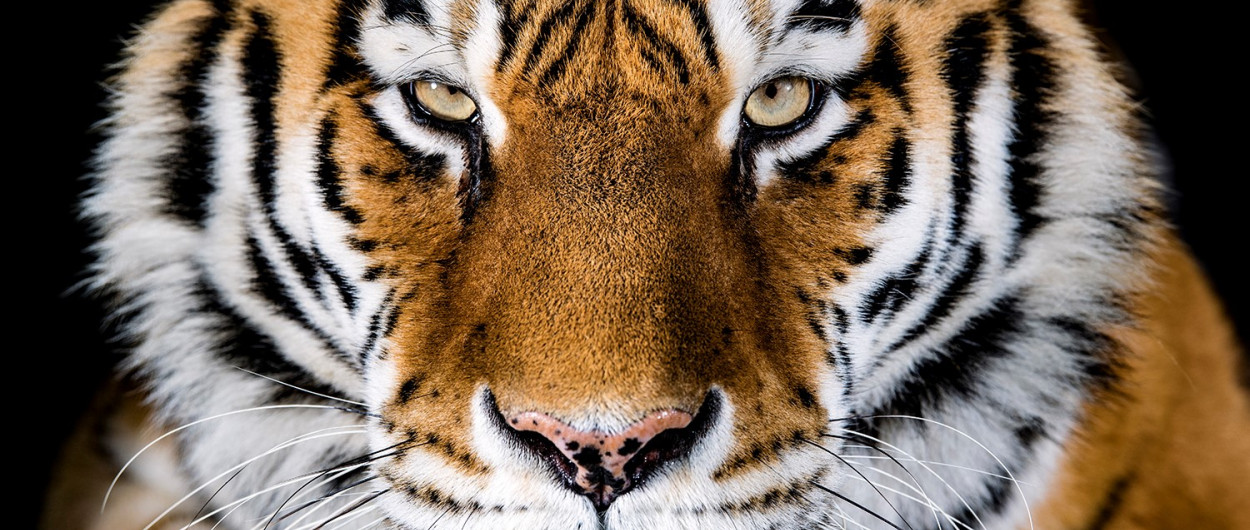 Tiger. Foto: ZOO Ljubljana