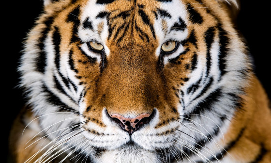 Tiger. Foto: ZOO Ljubljana