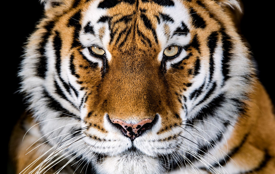 Tiger. Foto: ZOO Ljubljana
