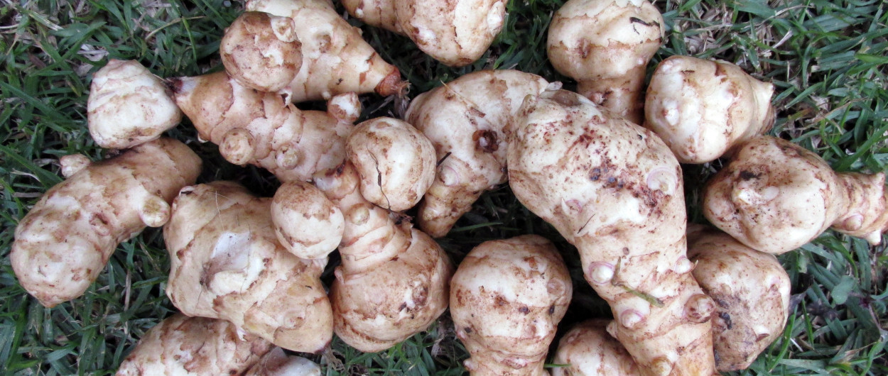 Gomolji topinamburja Foto vir Pixabay