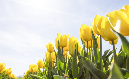 tulips netherlands flowers bloom 159406