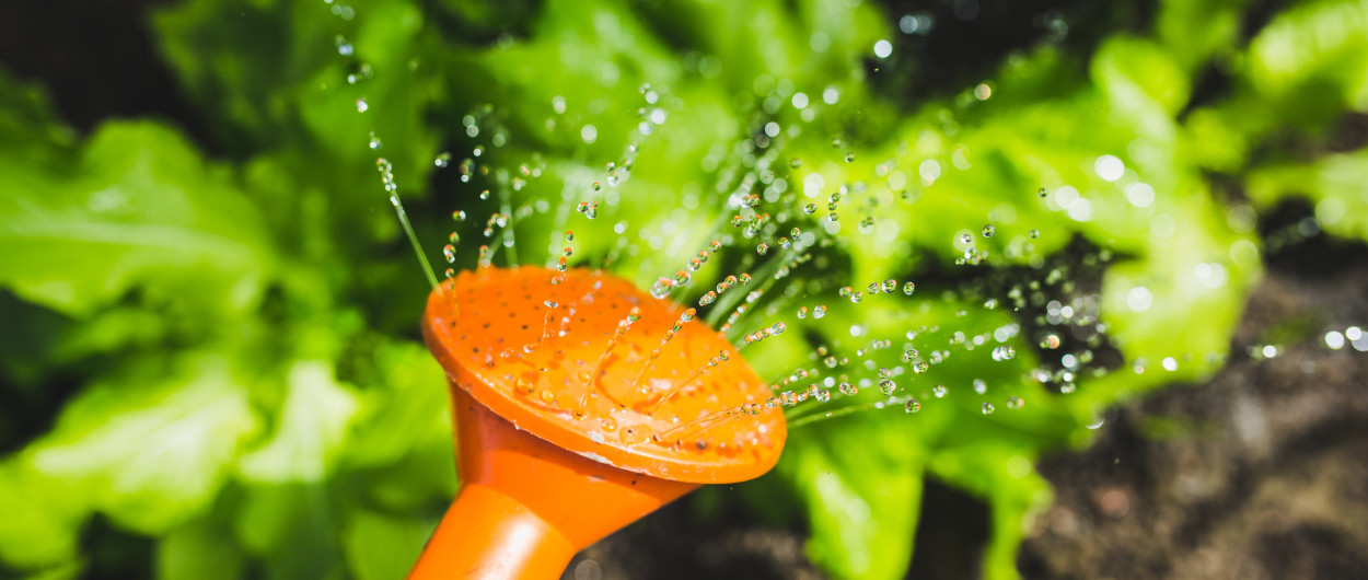 watering plants with a watering can Photo by Kaboompics from Pexels 3